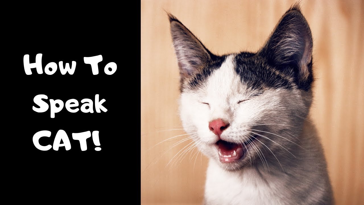 How To Speak Cat Language And Communicate Better With The Cat!