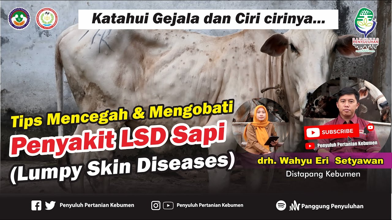 Tips Mencegah dan Mengobati LSD (Lumpy Skin Diseases)  pada SAPI bersama drh. Wahyu Eri Setyawan