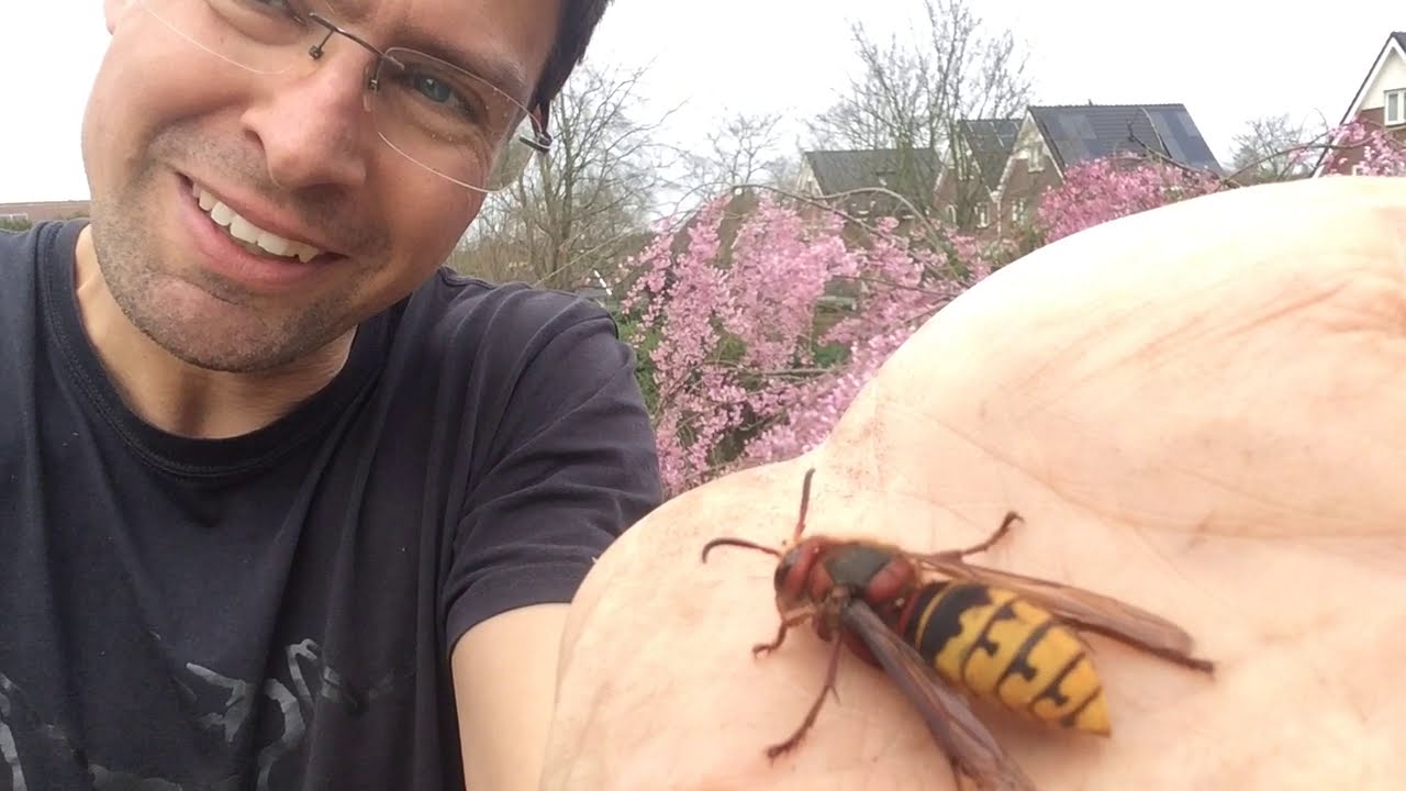 Durf Jij Dit Ook? Een Hoornaarkoningin op Mijn Hand!