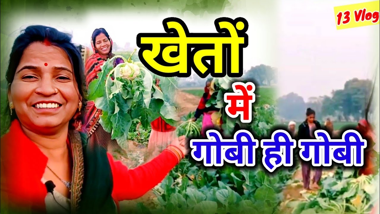  मौसी के खेत पर हुई गोभी की कटाई |Mausi ke Khet per Gobhi ki katai
