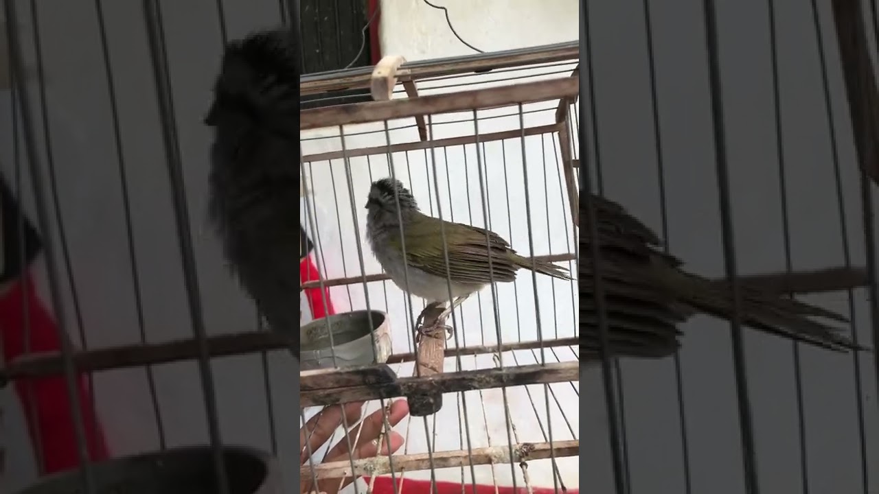 Canto De Tumba Yegua El Original