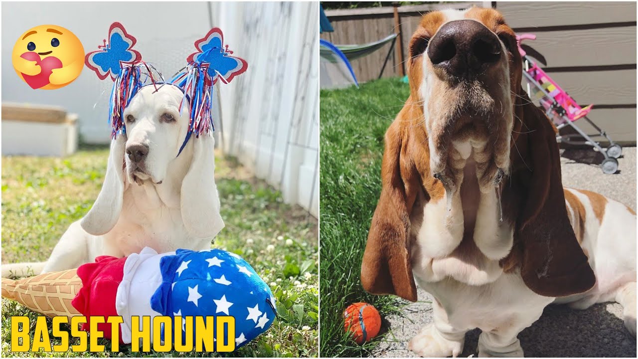 😍 Basset Hound 😂 - Funny and Cute Basset Videos 2020 #1