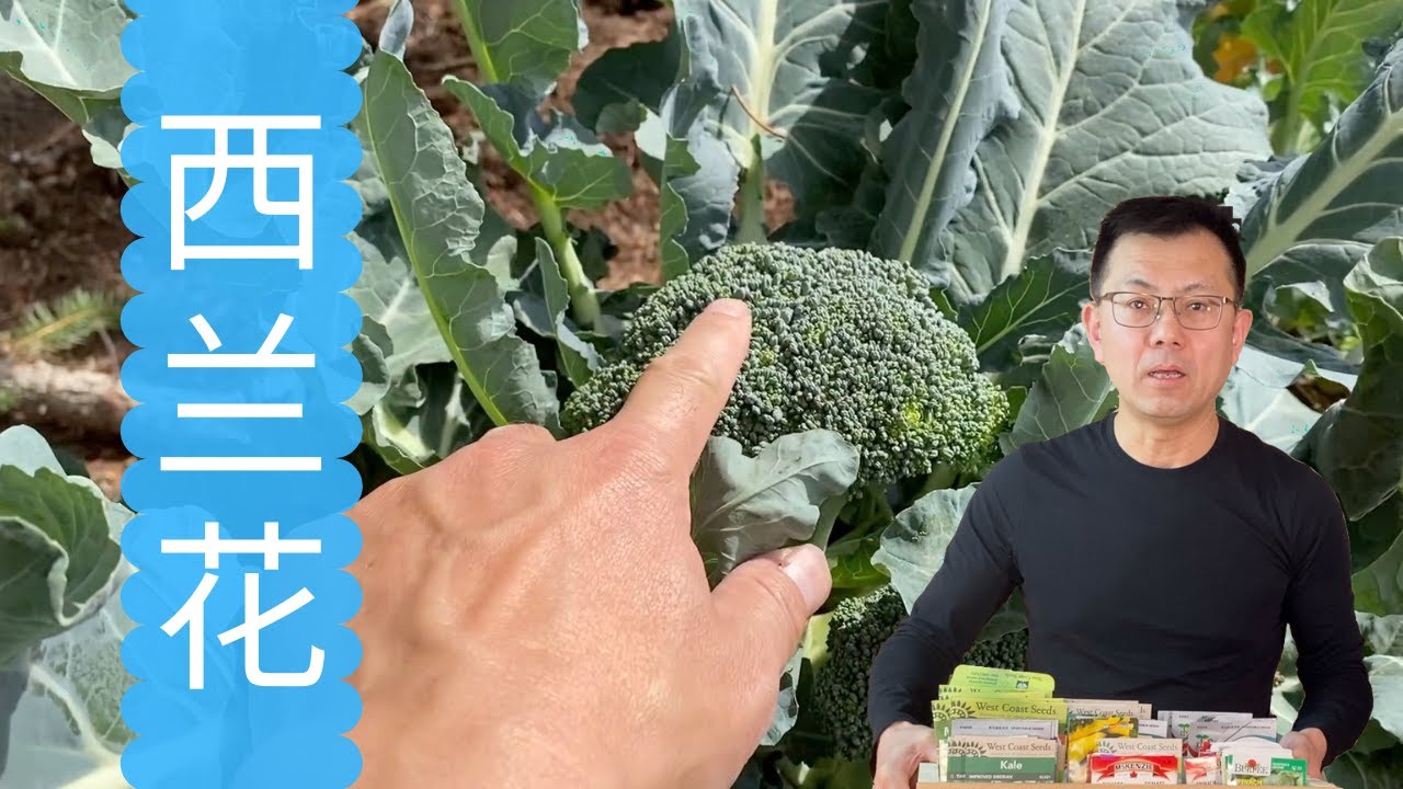 西兰花种植和采收常见问题回答，投入产出比高的蔬菜之一，你做对了吗？