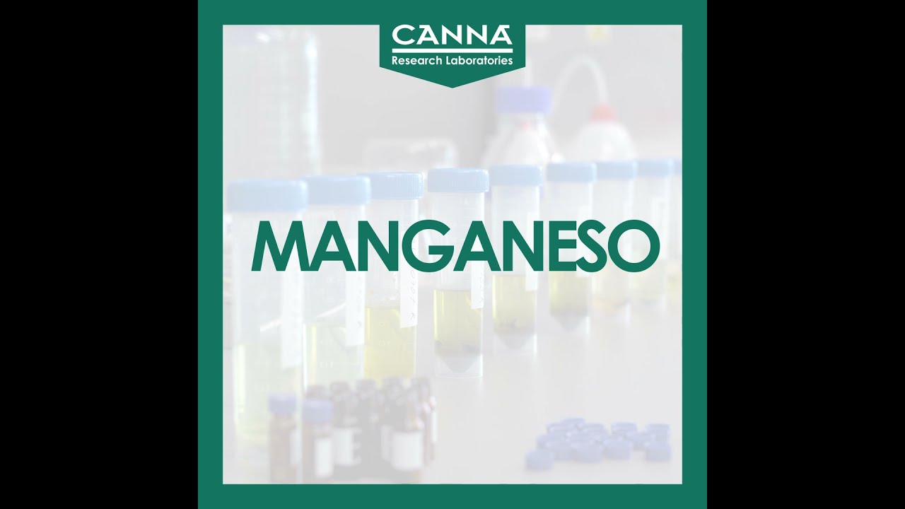 MANGANESO - Carencia Mononutrientes - Gu&iacute;a Deficiencia CANNA
