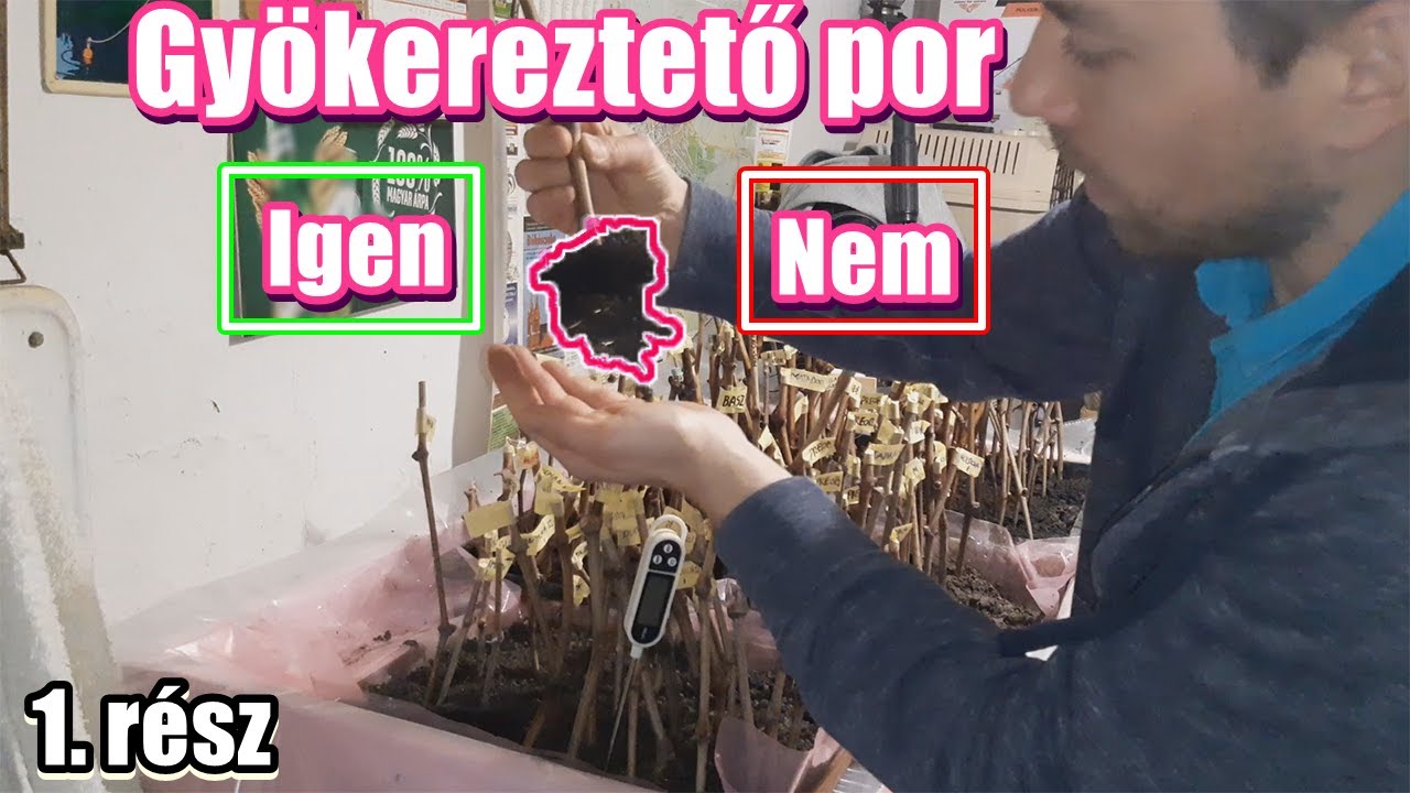Szőlő gyökereztetés 2025. Kell-e gyökereztető port használni? 1. rész