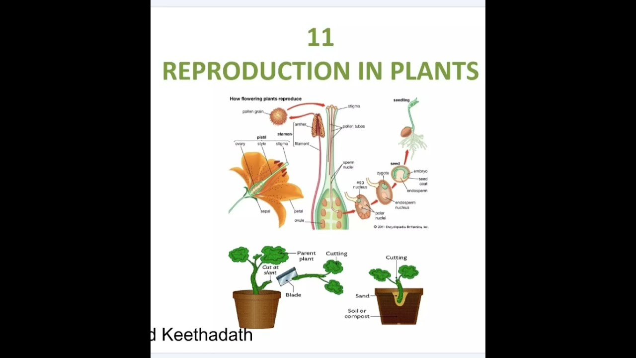 Reproduction in Plants 