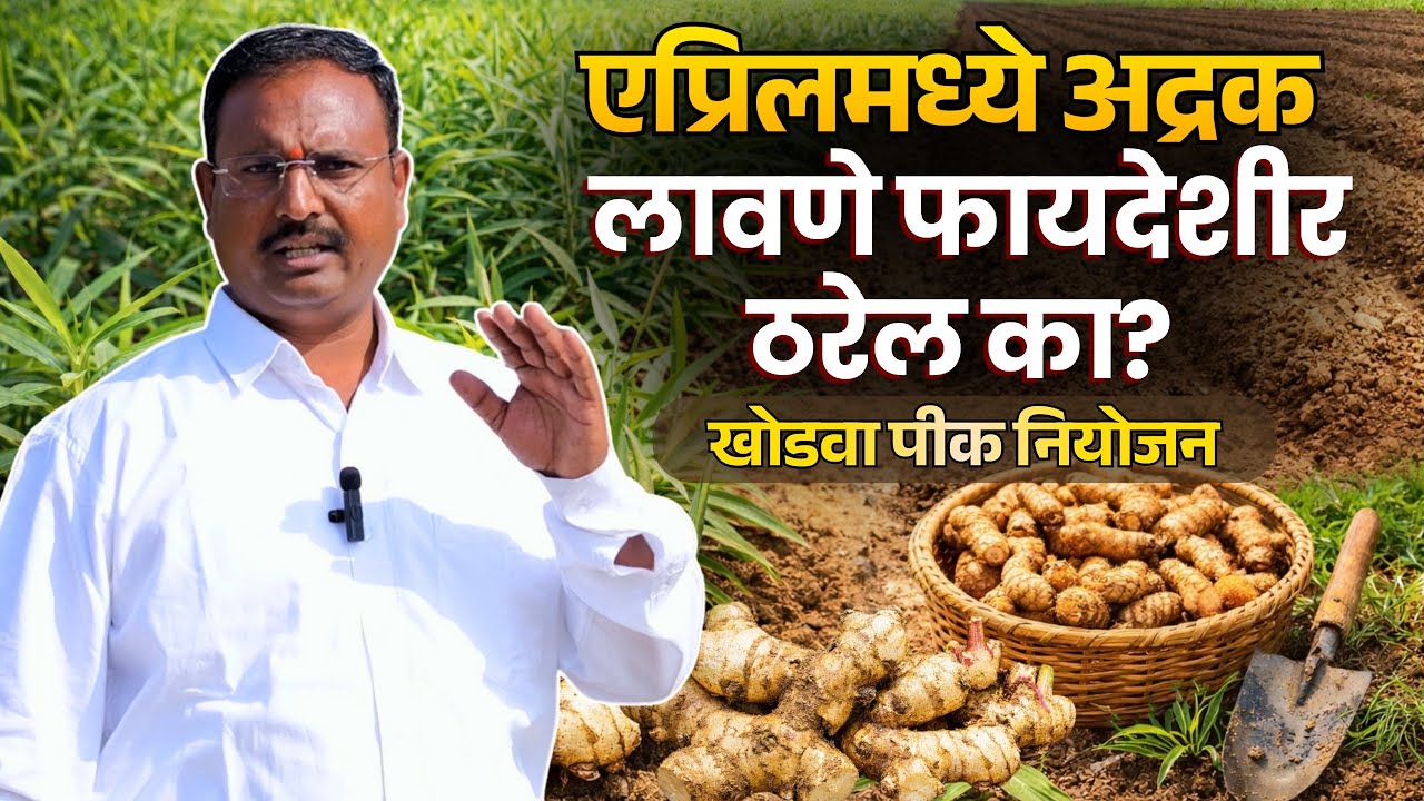 एप्रिलमध्ये अद्रक लावणे फायदेशीर ठरेल का? | खोडवा पीक नियोजन