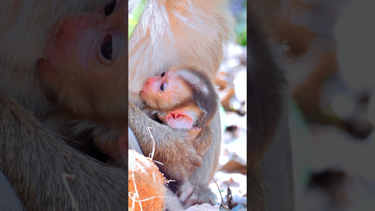 Best Video Of Monkey Sovana Teams, Amber Group And Family Are Amazing 