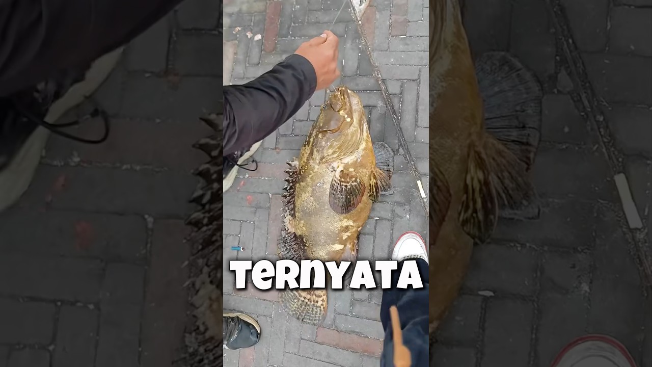 kerapu bumblebee babon #kerapu #kerapubumblebee #kerapubabon #mancingkerapu #mancingmania