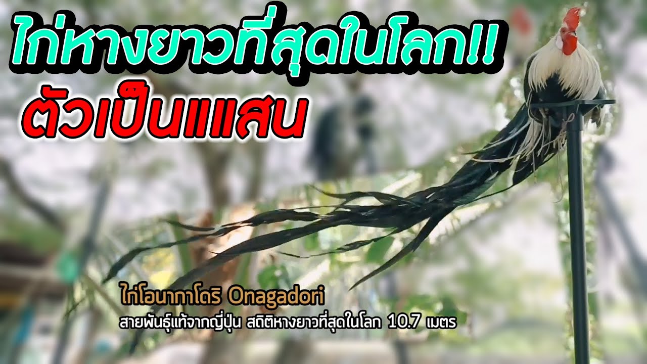 ไก่ที่หางยาวที่สุดในโลก และหลักแสนในตัวเดียว!! l ไทยทึ่ง WOW! THAILAND