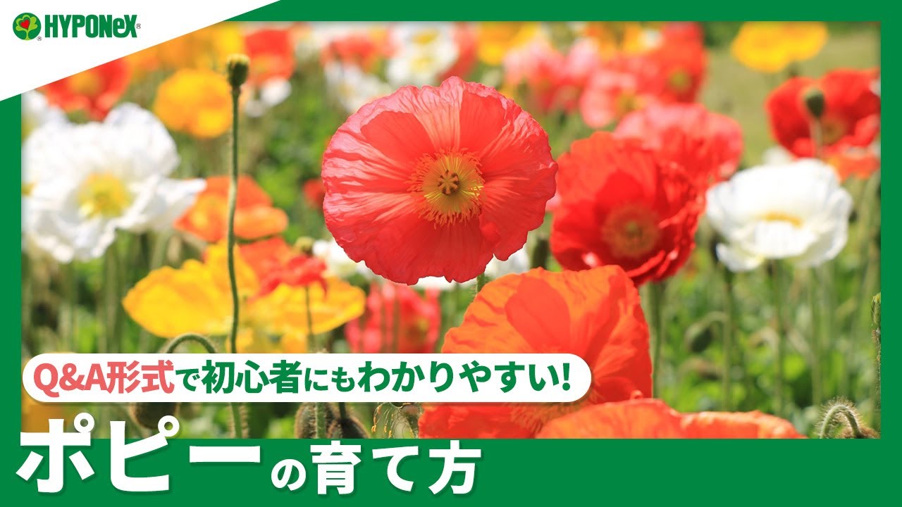 ☘175：ポピーの育て方｜植えつけや植え替えには注意が必要？水やりや肥料などの管理方法もご紹介