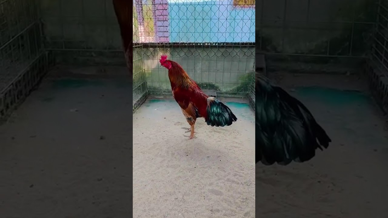 2/2/2026 tóp 8 bé gà tơ trạng 2kg8 tới 3kg5 ae xem tham khảo ctlh 0327029209