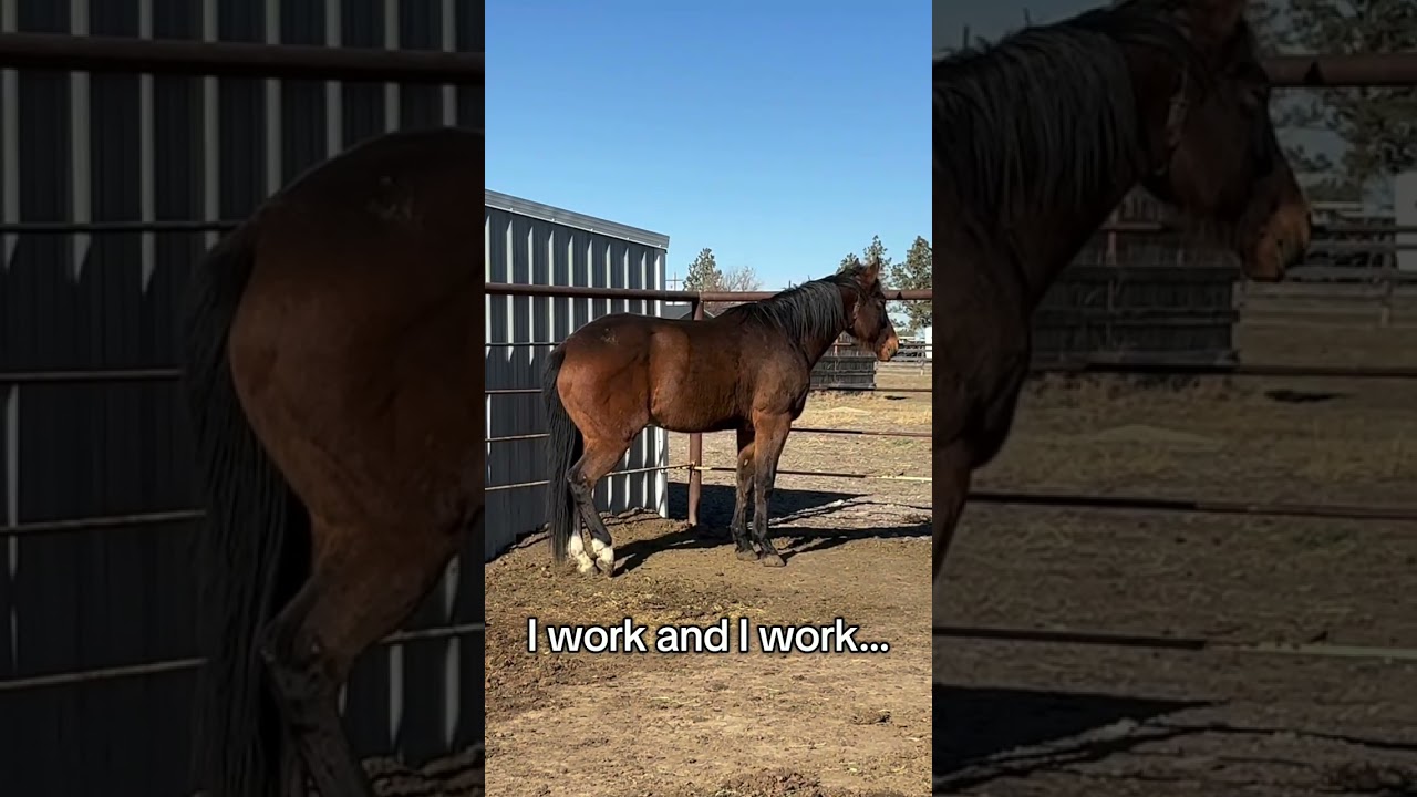 Снуп не хочет работать #лошадь #ottb