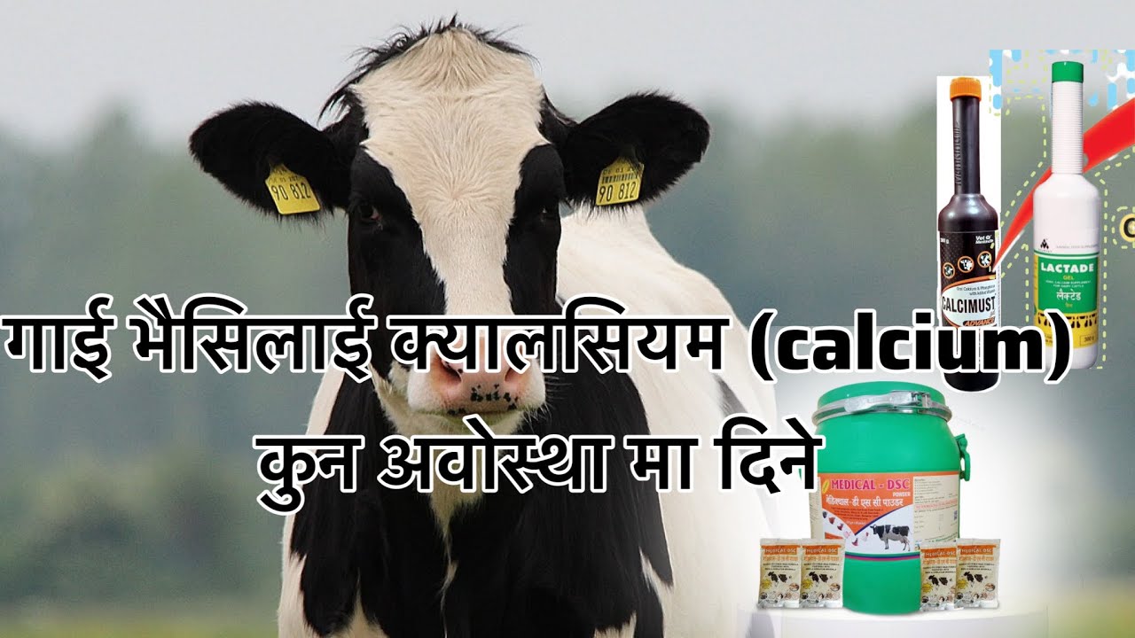 गाई भैसिलाई क्यालसियम (Calcium) कुन अवोस्था मा दिने