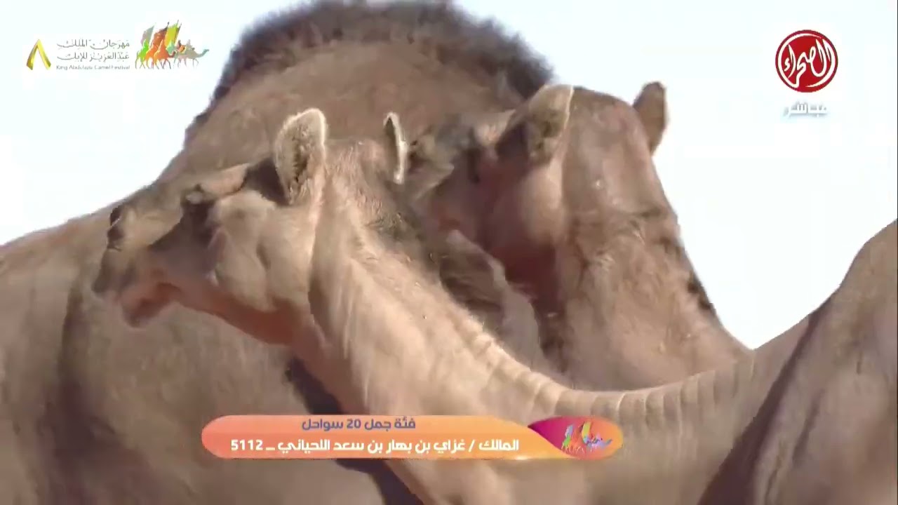 مشاركة غزاي بن بهار اللحياني في فئة 