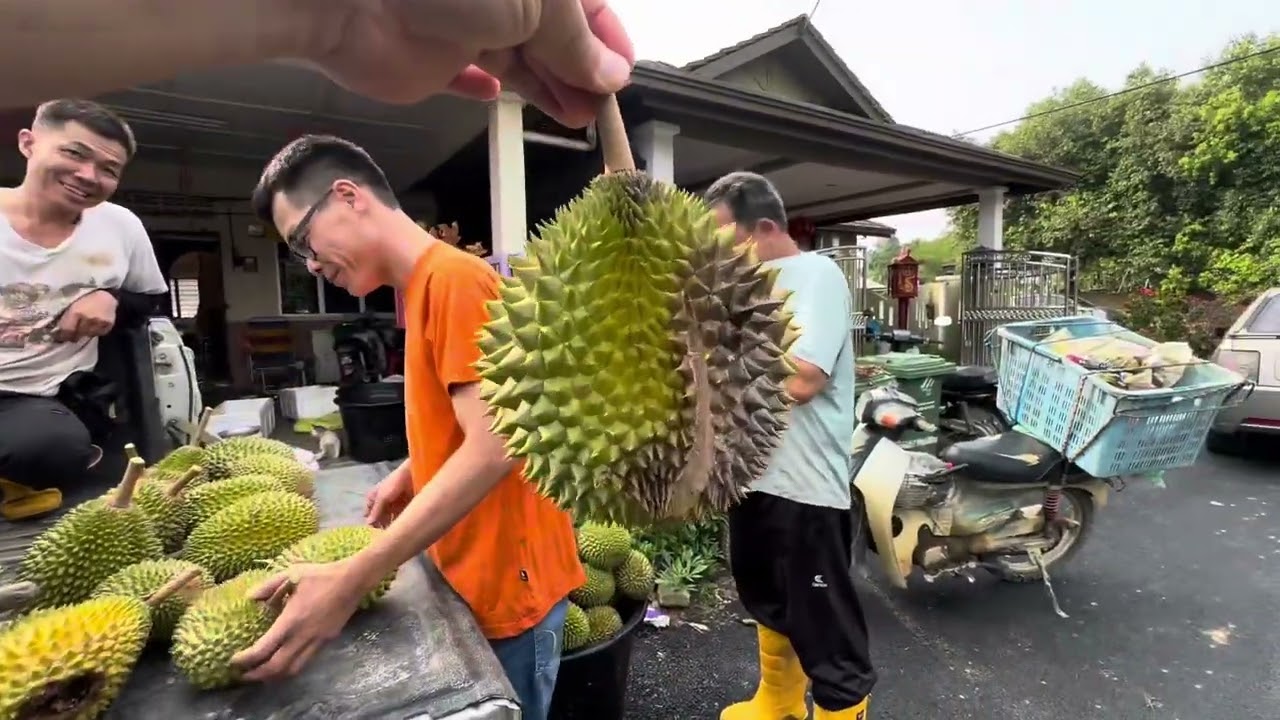 榴莲农夫把榴莲交给 阿烈 载到吉隆坡市场