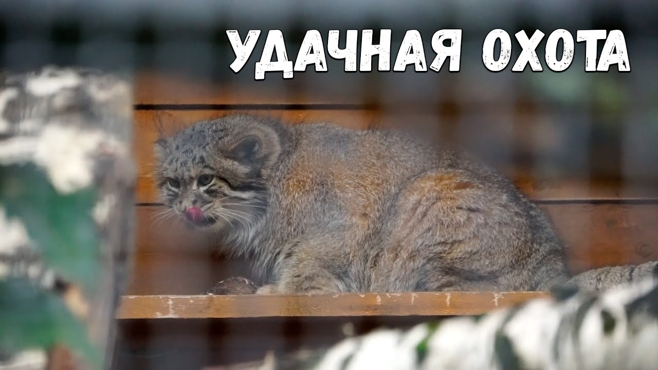 Манул Свэн подкрался к добыче, пообедал и занял наблюдательный пост. Ленинградский зоопарк