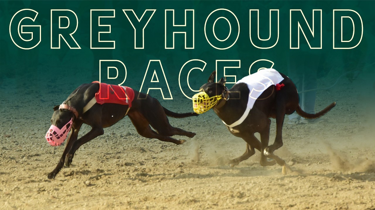 🔴LIVE | WORLD GREYHOUND DOG RACING | FLAT RACE 440 Feet 2026/03/18 #59