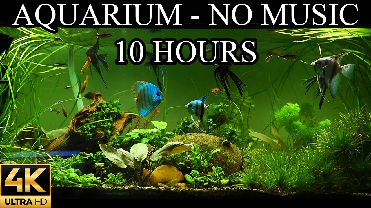 Dream Aquarium 4K Fish Tank Water Sounds NO Music NO Ads - 10 Hours | Aquarium Sounds For Sleeping 🐠