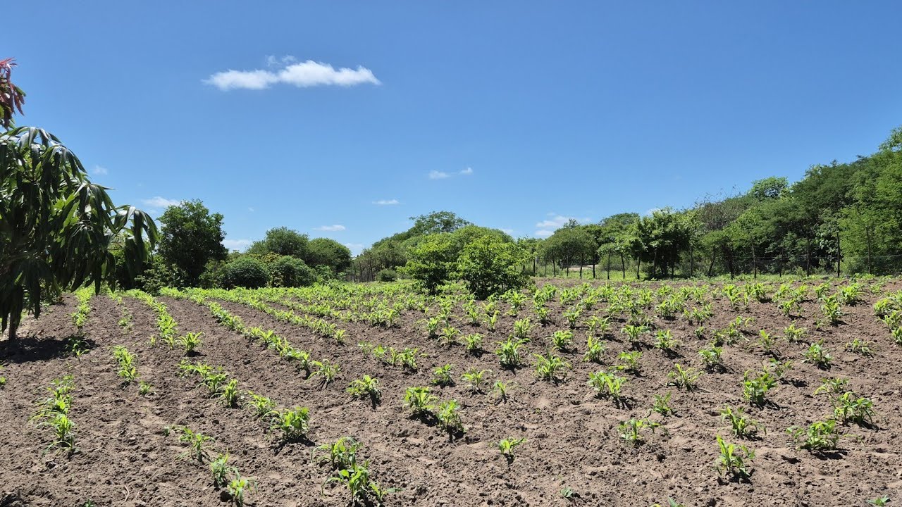 Roçado do Vicente na Clarinha Itapetim PE em 10-03-26