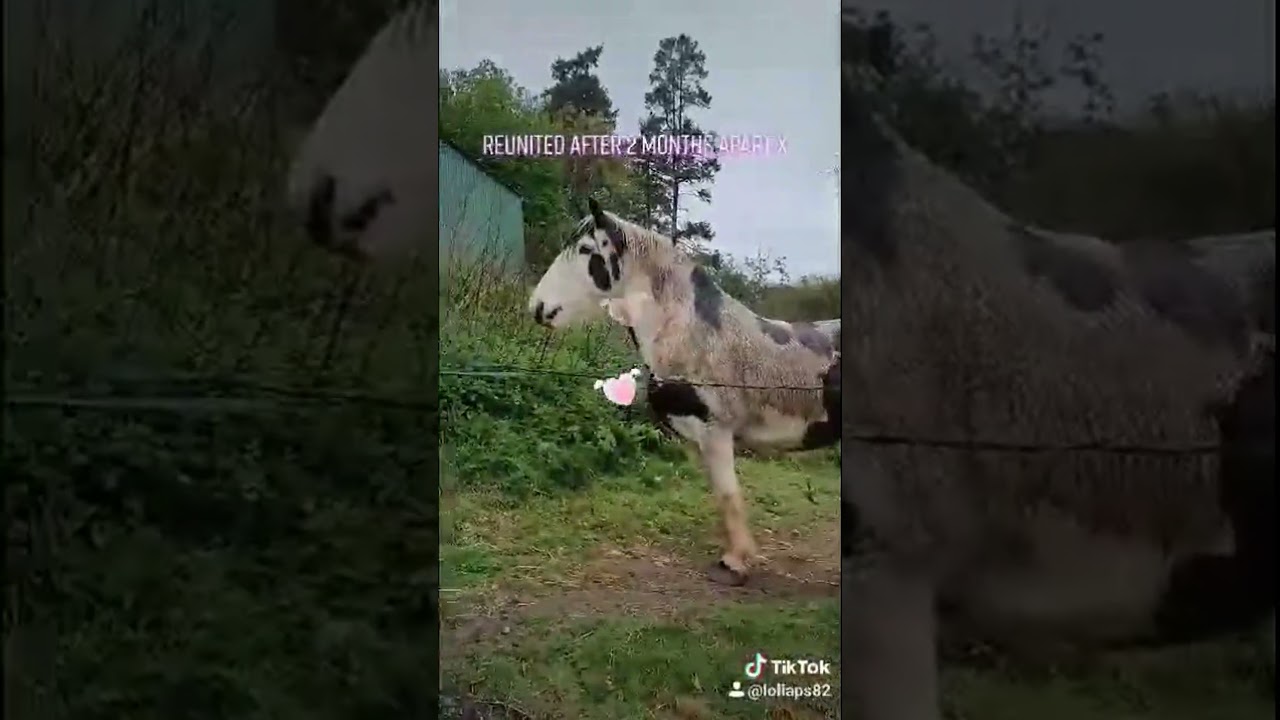 Heartwarming Reunion: Horses Reunited After Two Months Apart#horse #reunion #animals