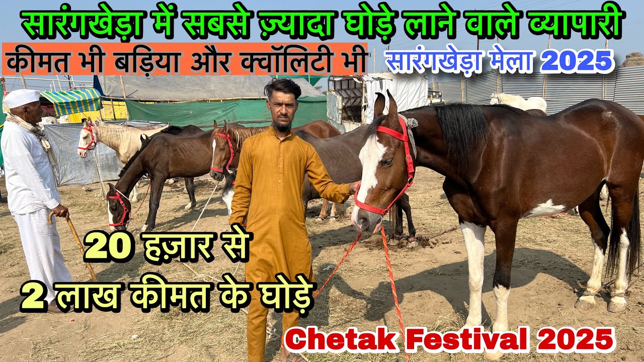 सारंगखेड़ा मेला 2025 ,सबसे ज़्यादा घोड़ा घोड़ी ले कर आए जावेद भाई ,कीमत कम और क्वालिटी ज़्यादा 👌🏻