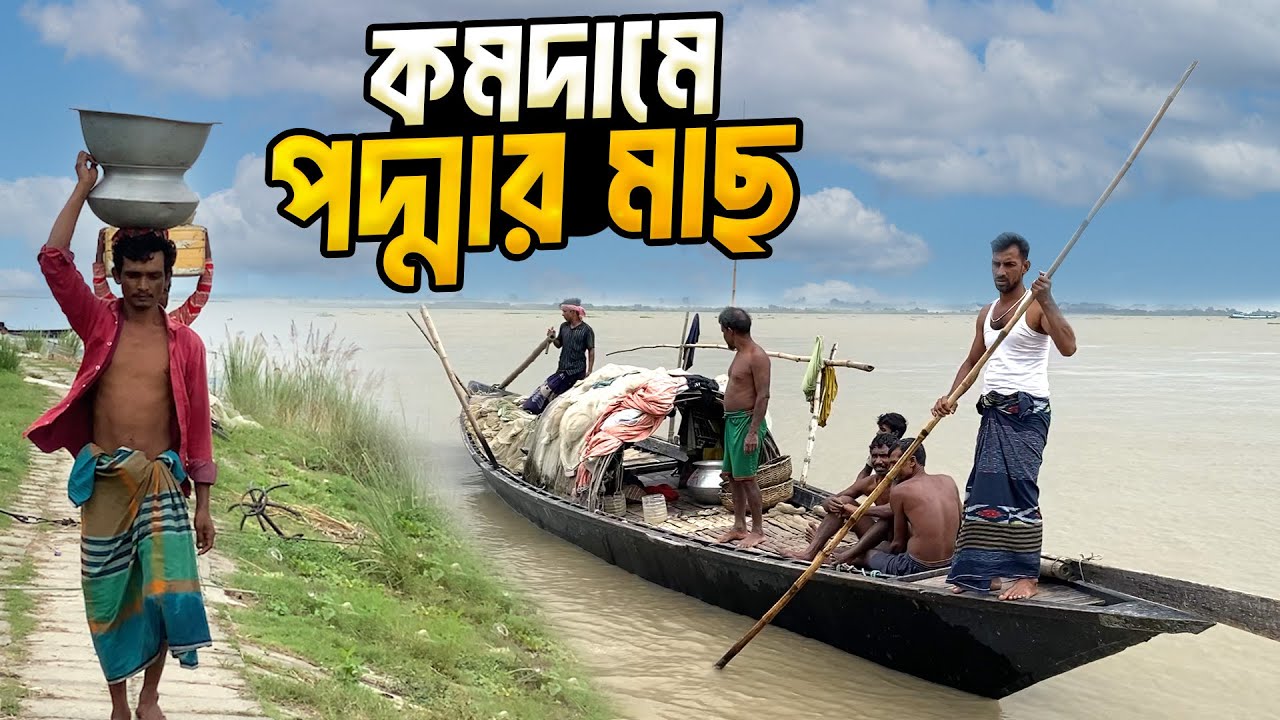 কমদামে টাটকা পদ্মার মাছের জন্য সেরা  রাজবাড়ীর উড়াকান্দা বাজার ।Urakanda Chippest Fish Market