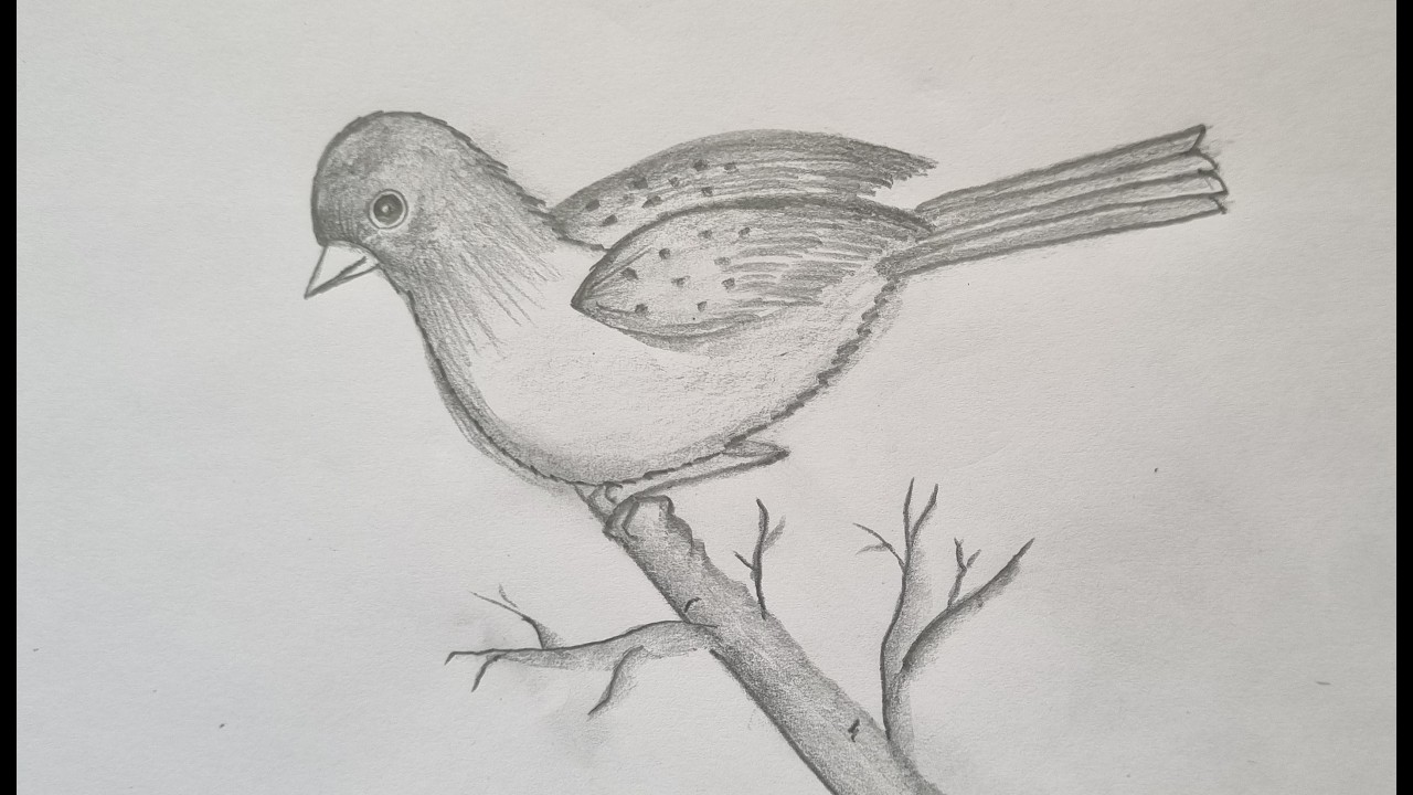 Bird Drawing on Tree Branch | Realistic Pencil Sketch Tutorial | Nature Art Sketching