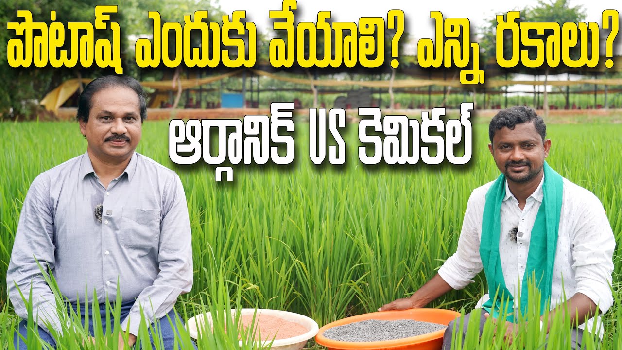 Potash రకాలు, ఉపయోగాలు, ధరలు? Gromor Bhoo Aushadh