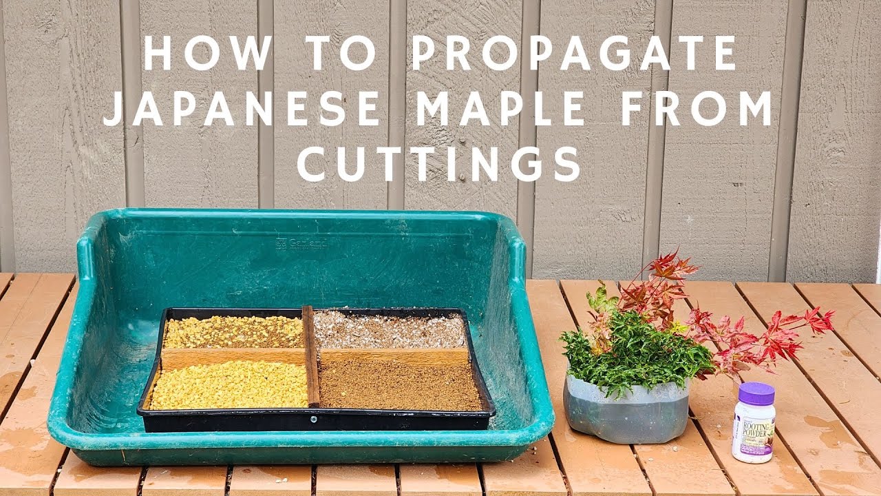 How to Propagate Japanese Maple from Cuttings
