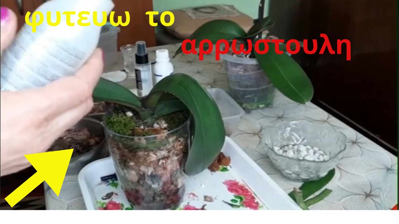 Φυτεύω το προβληματικό μωράκι