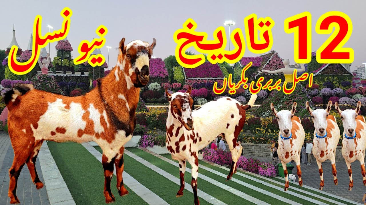 Pakistan Goat farm video viral 2025 new nasl barbaric 🤔🤦 goat videos Bakri farm and naya God form