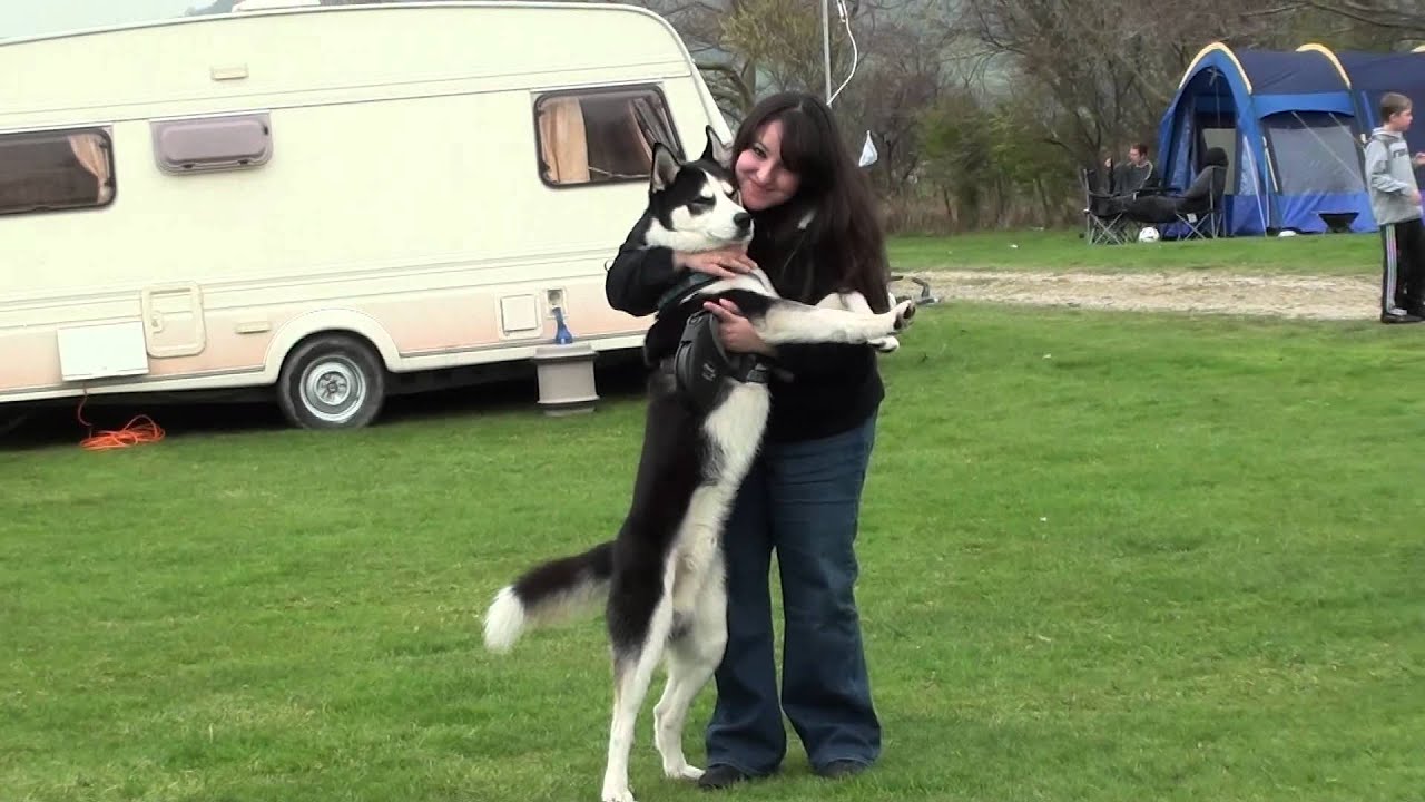 Husky camp 2012 #2: Happy huskies, happy owners