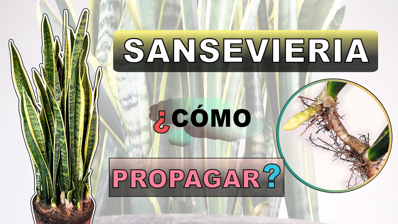 Cómo propagar SANSEVIERIA (ESPADA DE San Jorge)🗡| formas de REPRODUCCIÓN | ¿De HOJA? | #sansevieria