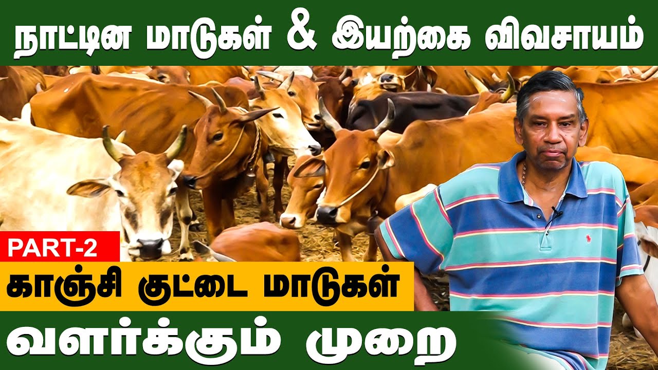 நாட்டின மாடுகள் & இயற்கை விவசாயம்  மூலம்  தான் ஆரோக்கியமான சமூகத்தை உருவாக்க முடியும். GEM TV