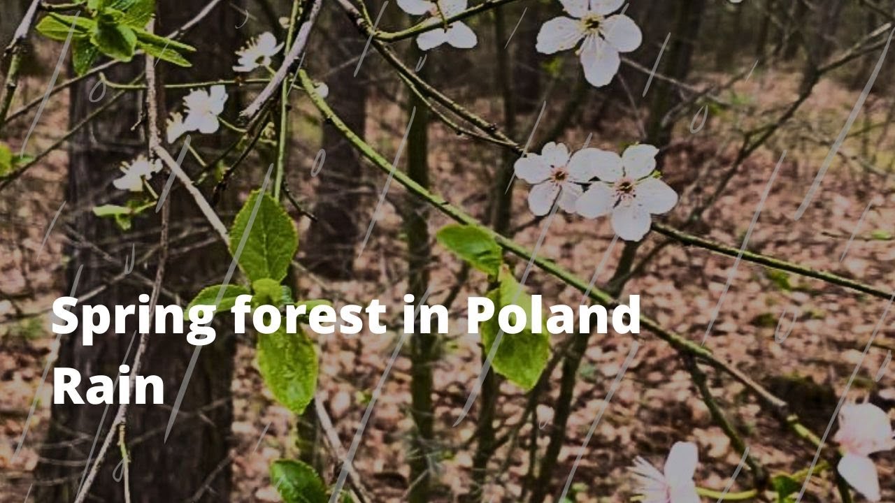 🌧️WALKING THROUGH THE POLISH FOREST IN THE RAIN ☂️ Nature walk no talking - Walking Tour