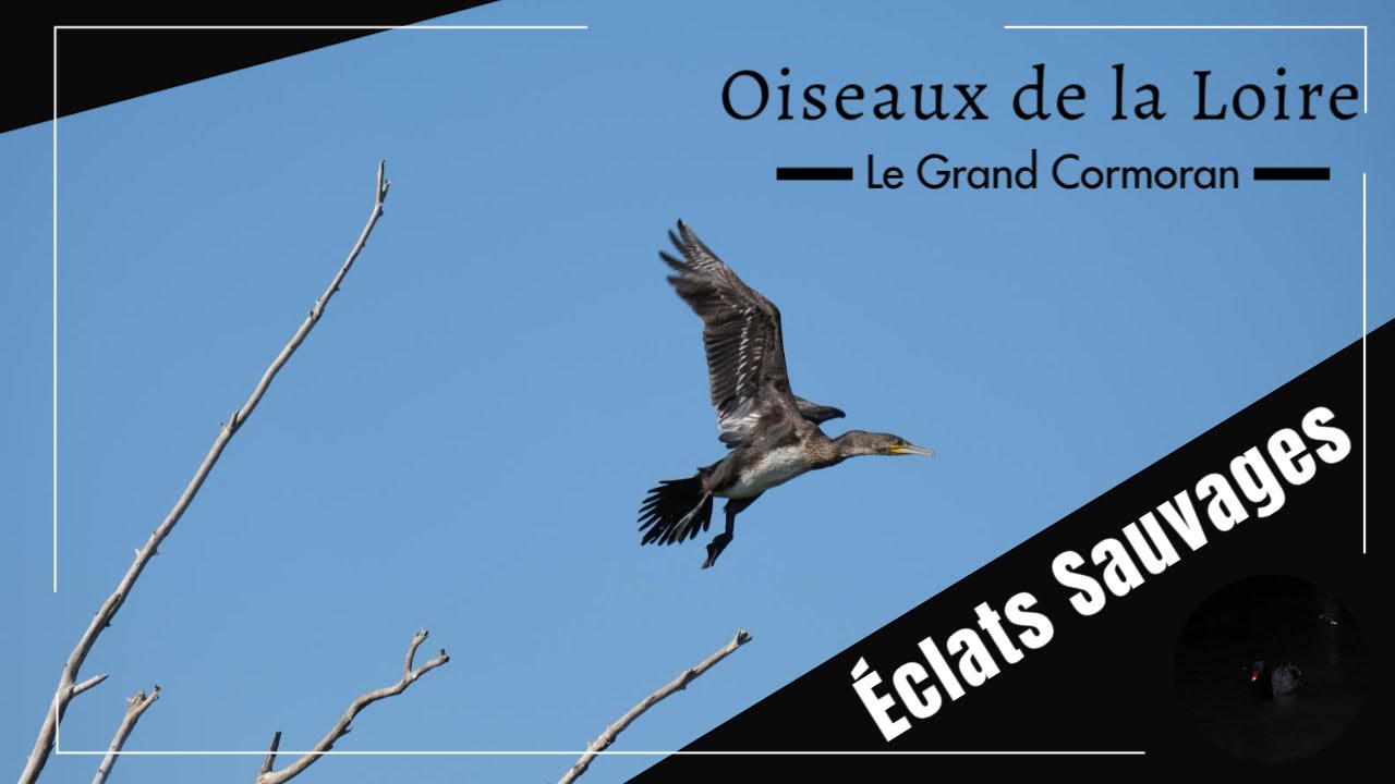 Les oiseaux de la Loire – Épisode 1 : Le Grand Cormoran | Nature & Biodiversité