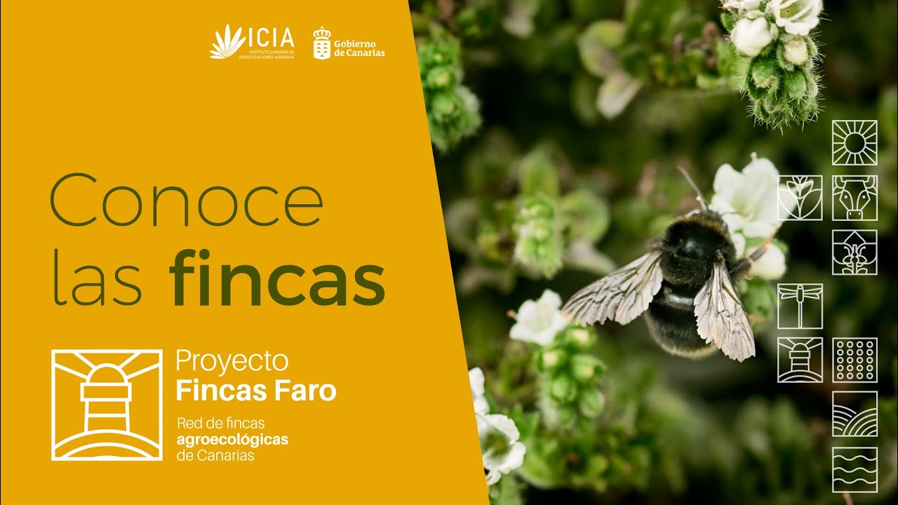 ICIA Fincas FARO