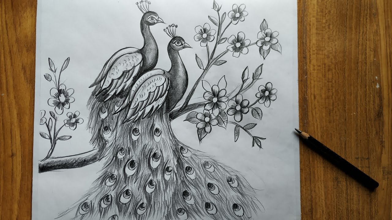 how to draw a peacock step by step,easy peacock drawing for beginners,how to draw peacock by pencil,