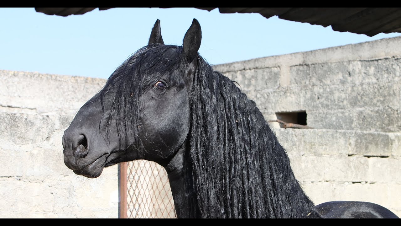 TRAILER: Mijn zoektocht naar het eerste Murgese paard voor Amerika. Welk paard kies ik?