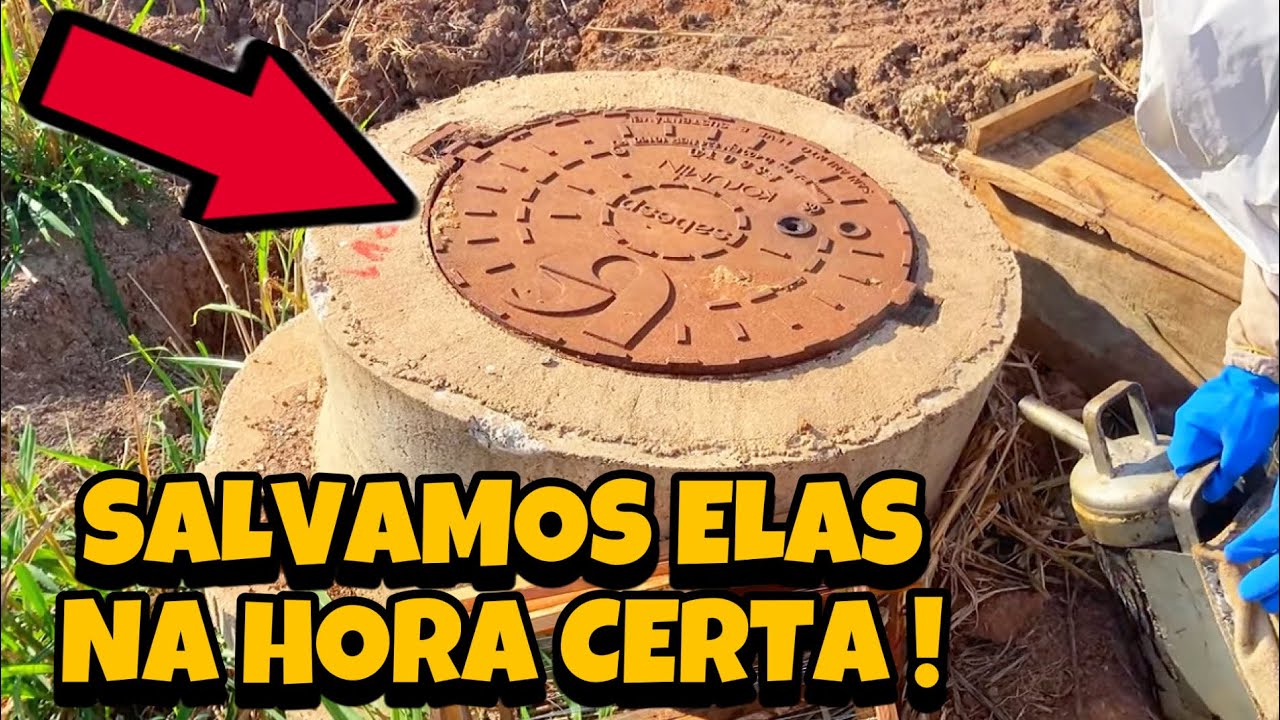 RESGATE EM UMA TAMPA DE BUEIRO GIGANTE ABELHAS APIS 🍯