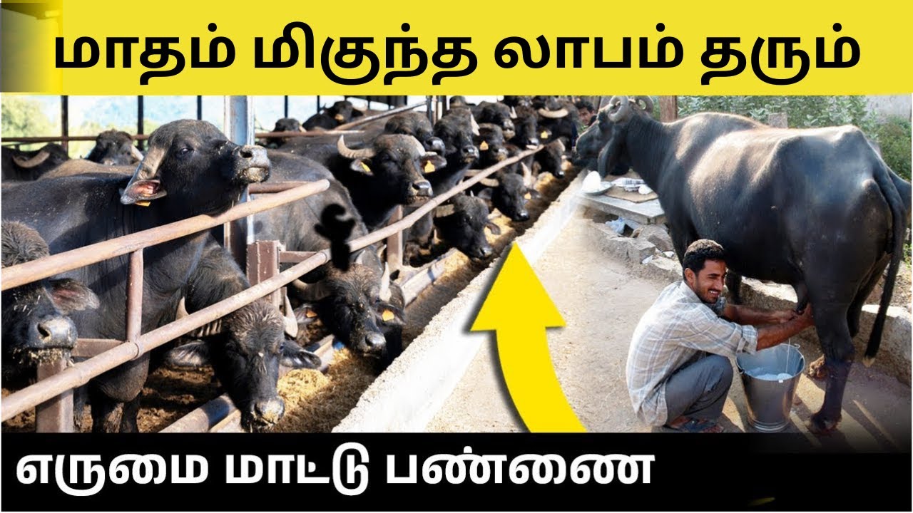 மிகுந்த பாலைத் தரும் முர்ரா எருமை வளர்ப்பு! | Murrah Buffalo Farming Tamil