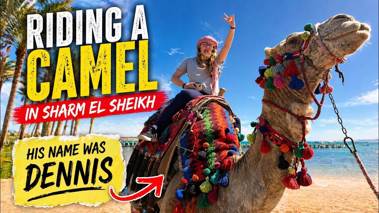 Egyptian Camel Ride in Sharm El Sheikh! More Expensive than a Taxi