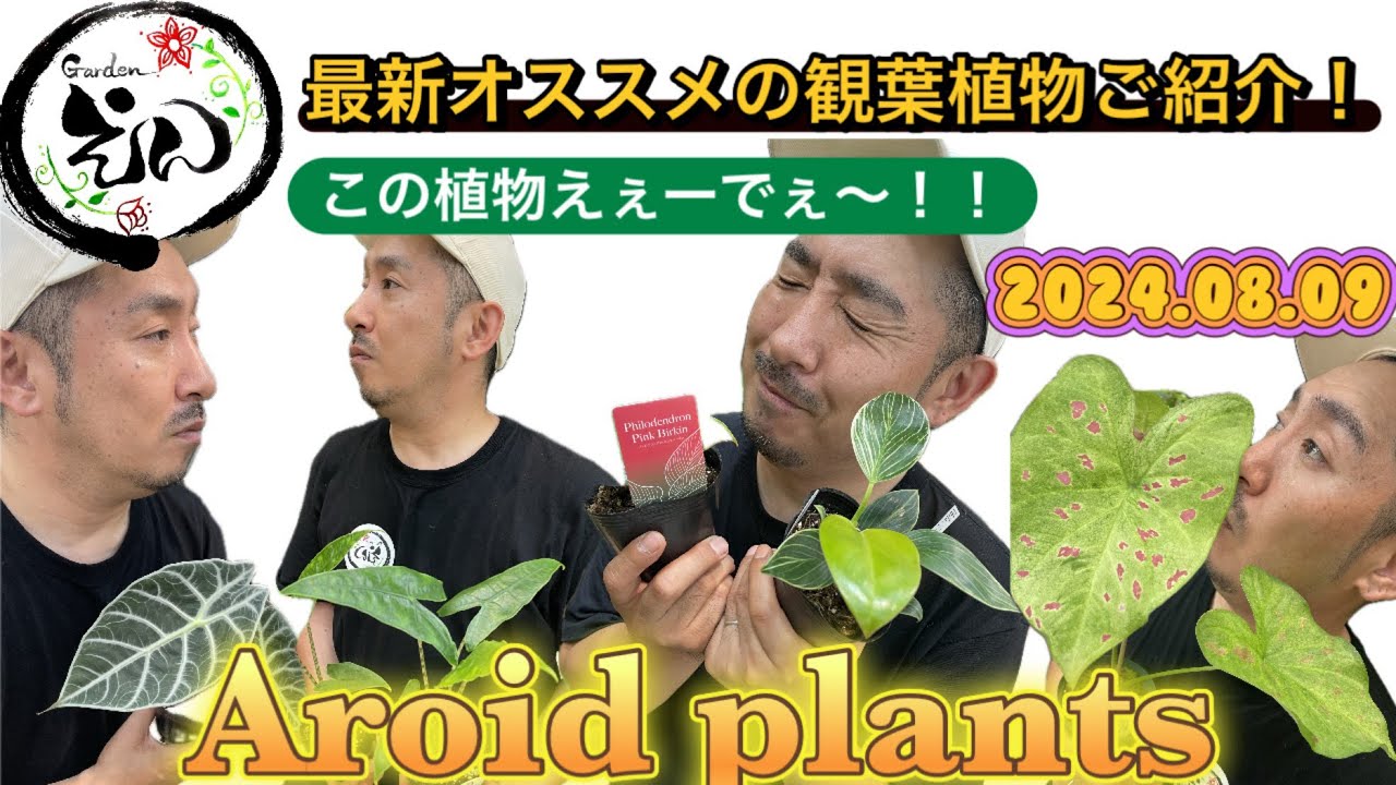 【観葉植物】最新オススメ アロイドプランツ紹介！！ピンクバーキン・アロカシアなど！