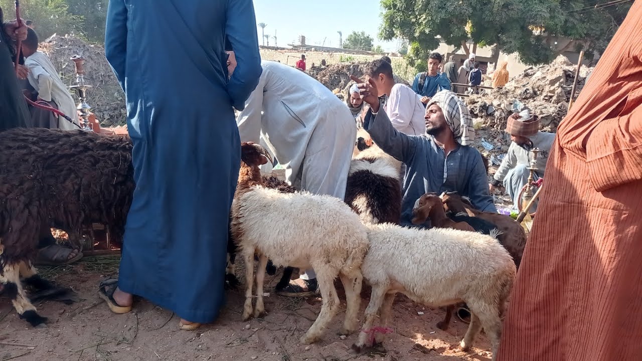 اسعار الغنم والماعز سوق الجمعة بدندرة ✅قنا 