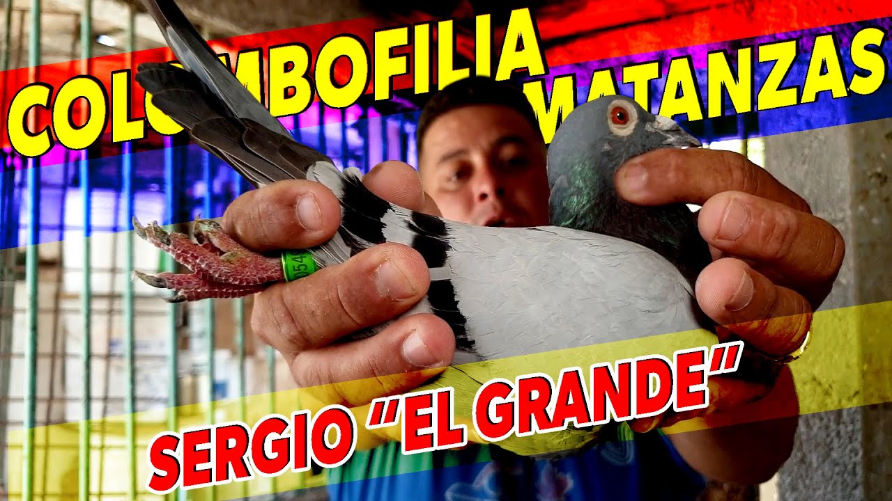Sergio El Grande. Colombofilia en Matanzas