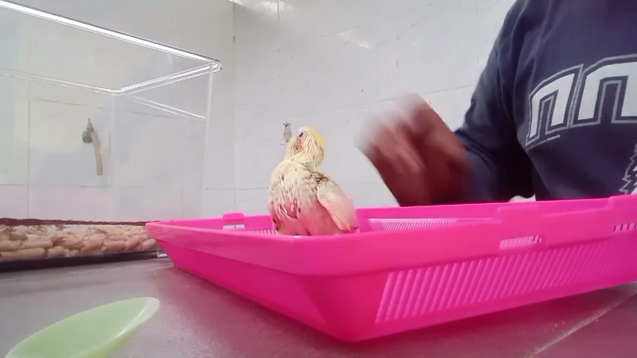 Kasih makan anakan burung cockatiel pertama kalinya