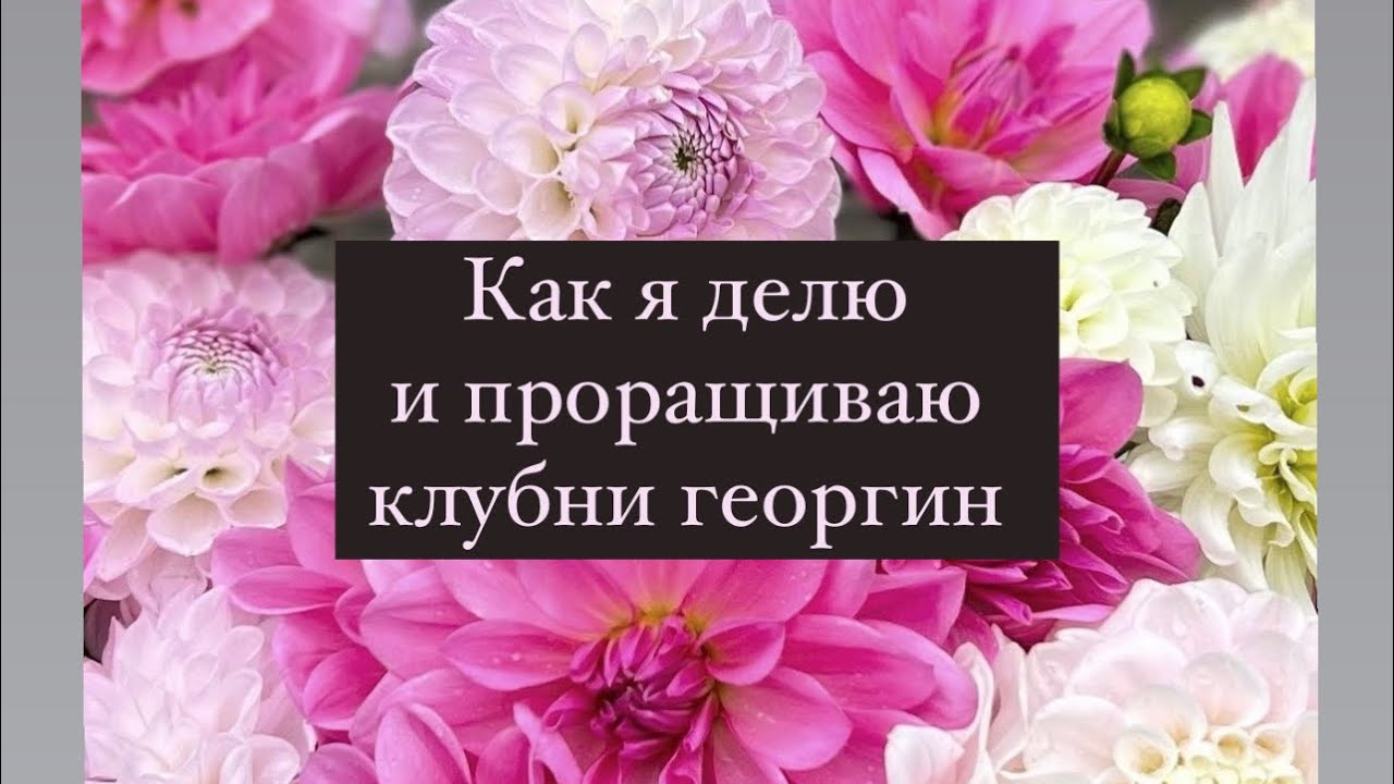 Как я делю и проращиваю георгины