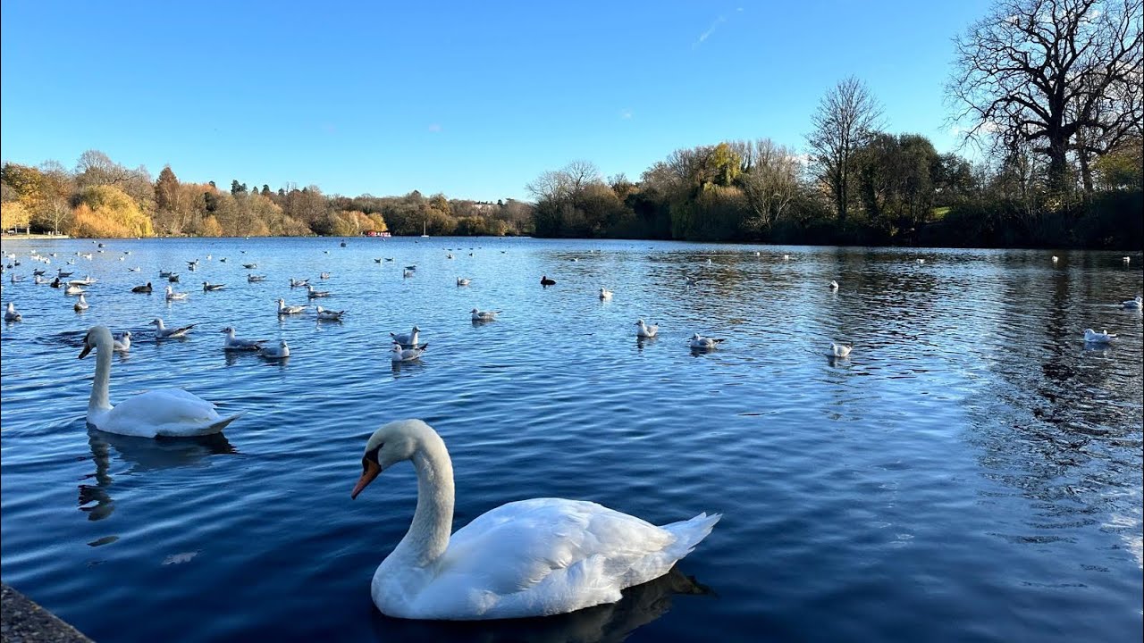 Peaceful Walk on a Sunny November Day in Maidstone ☀️| Birds, Swans & Waterfall