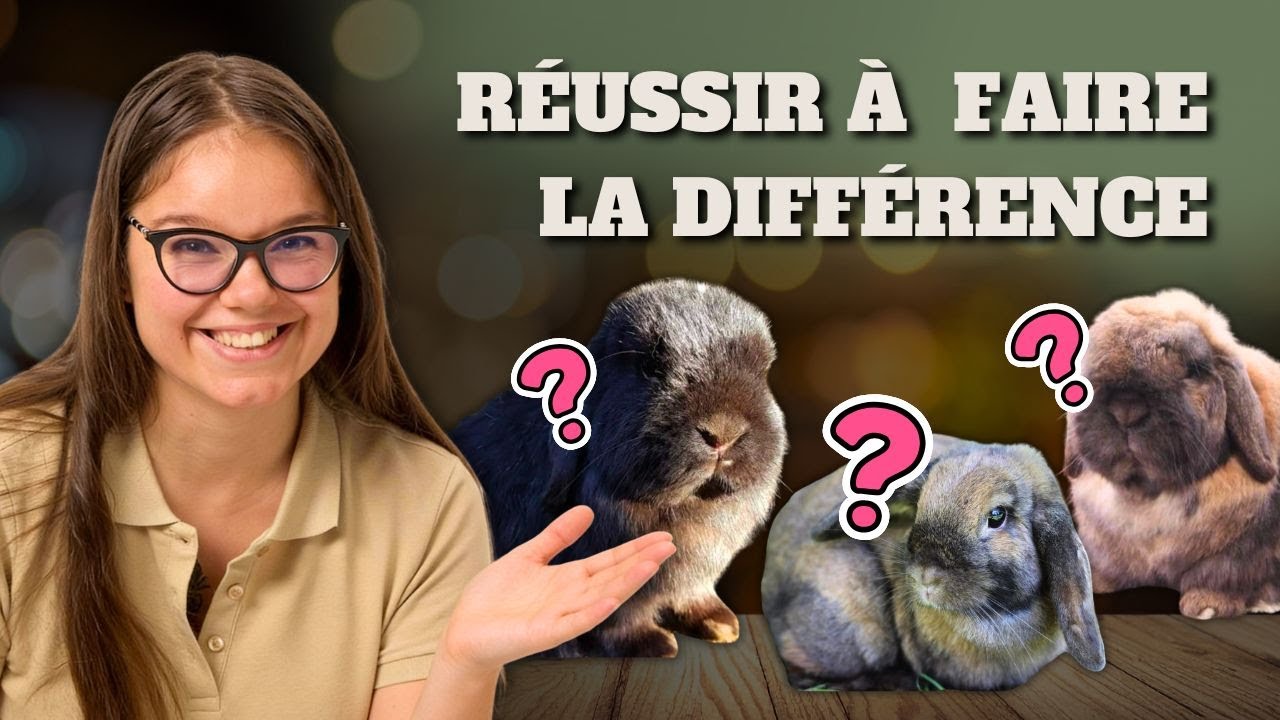 Lapin Nain bélier, Minilop, Holland Lop : quelles différences❓